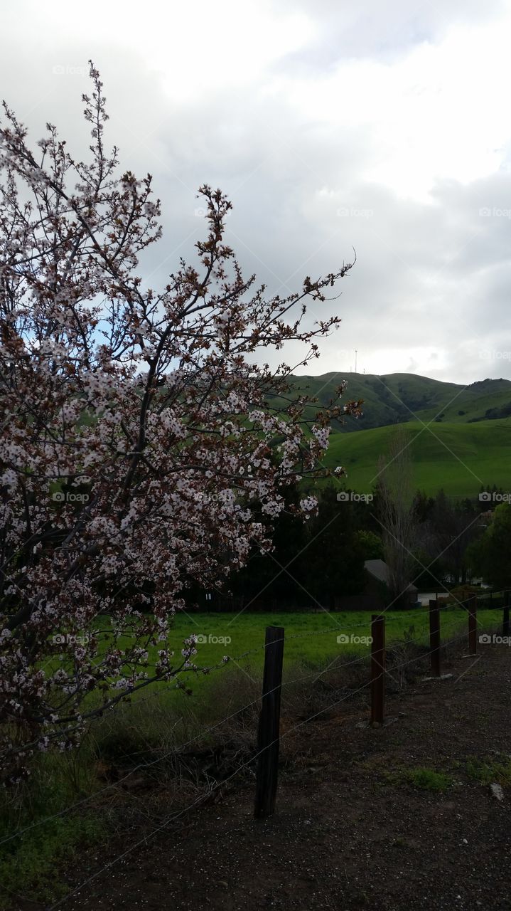 Cherry blossom, lush green hills. Spring