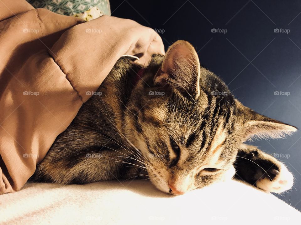 Tabby kitten sleeping under a cover with blue background