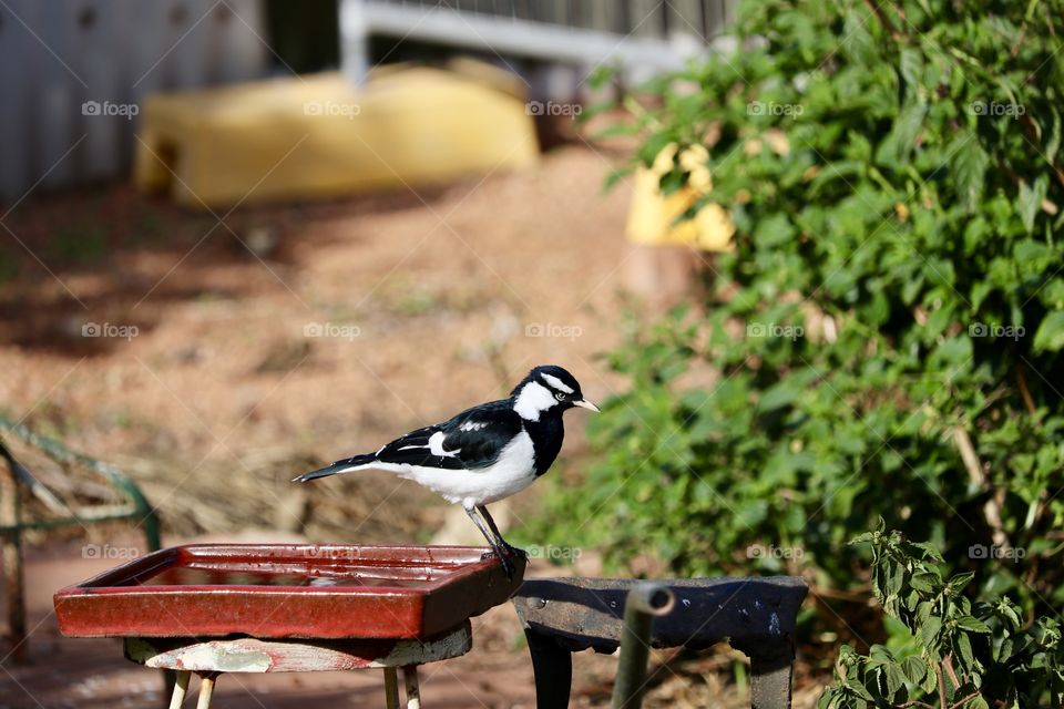 Magpie Lark also known as Murray magpie in garden 