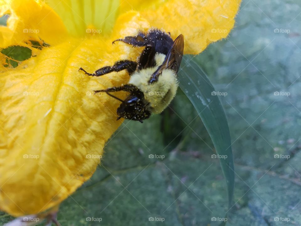 friendly little bumblebee on a squash flower