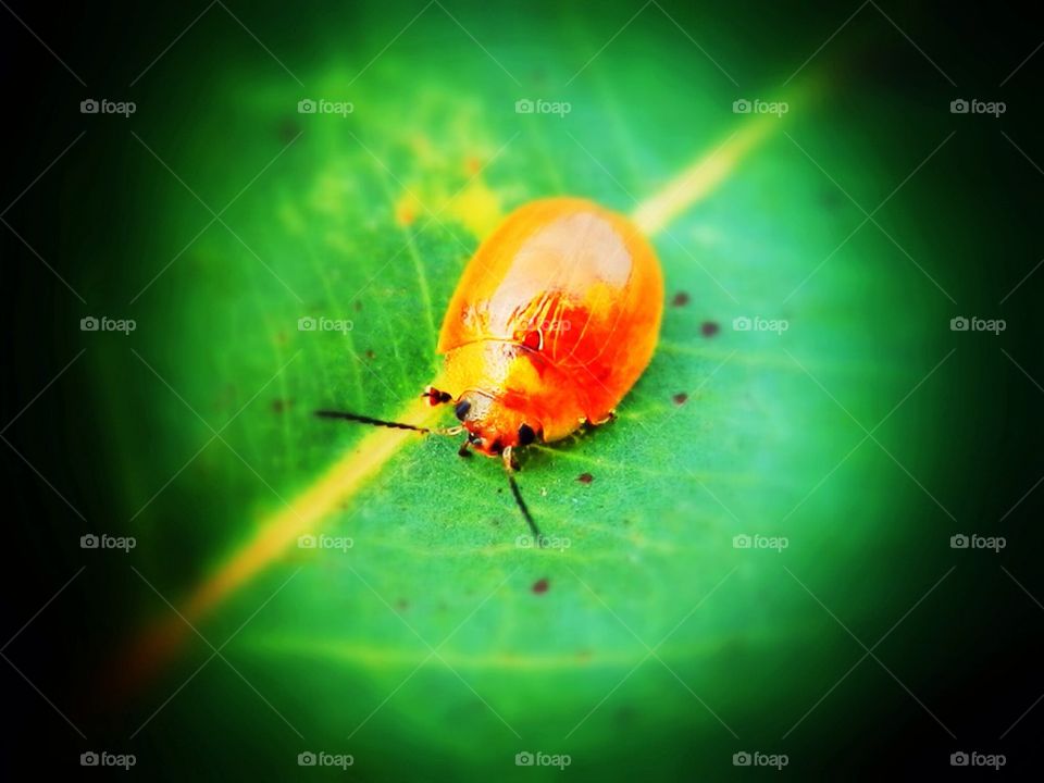 Ladybird