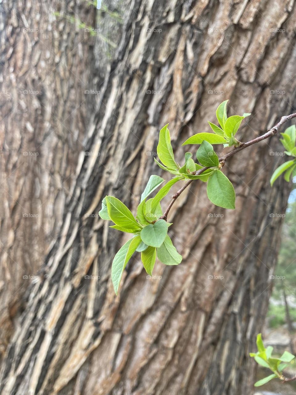 Green growing leaves. 