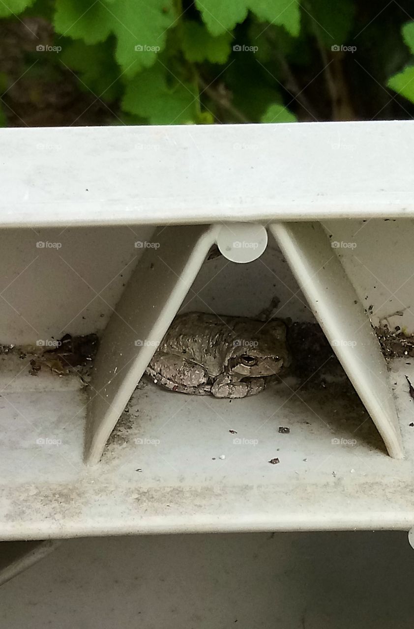 a small grey tree frog hiding in a part of a hose container