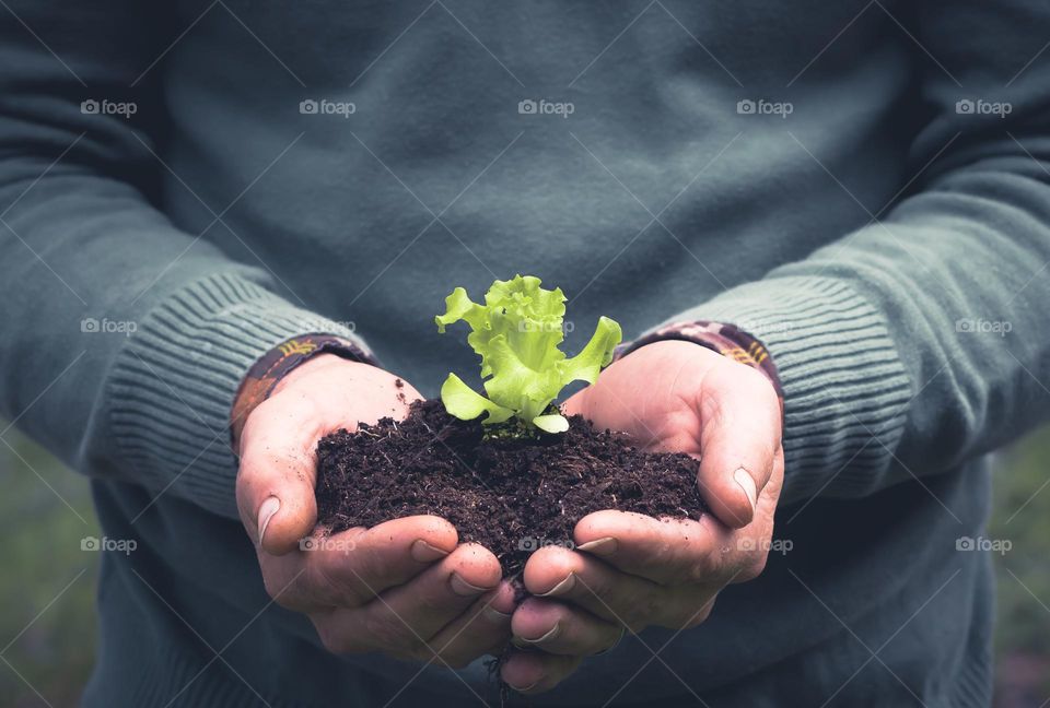 Gardener’s hand cradle a lettuce seedling in soil, while wearing a green jumper