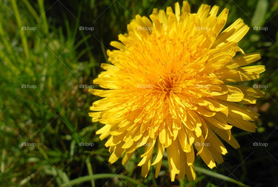 dandelion