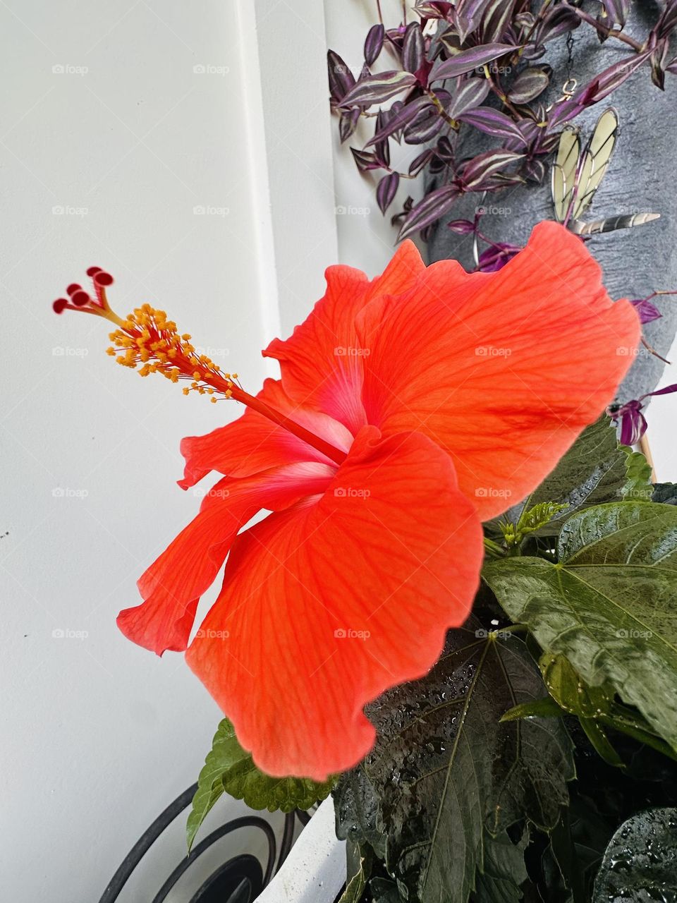 Hibiscus in bloom