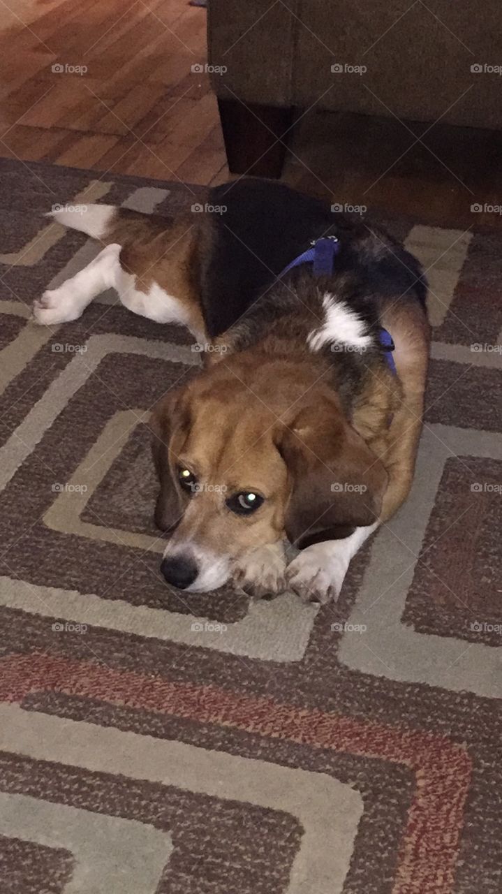 Cute young beagle 