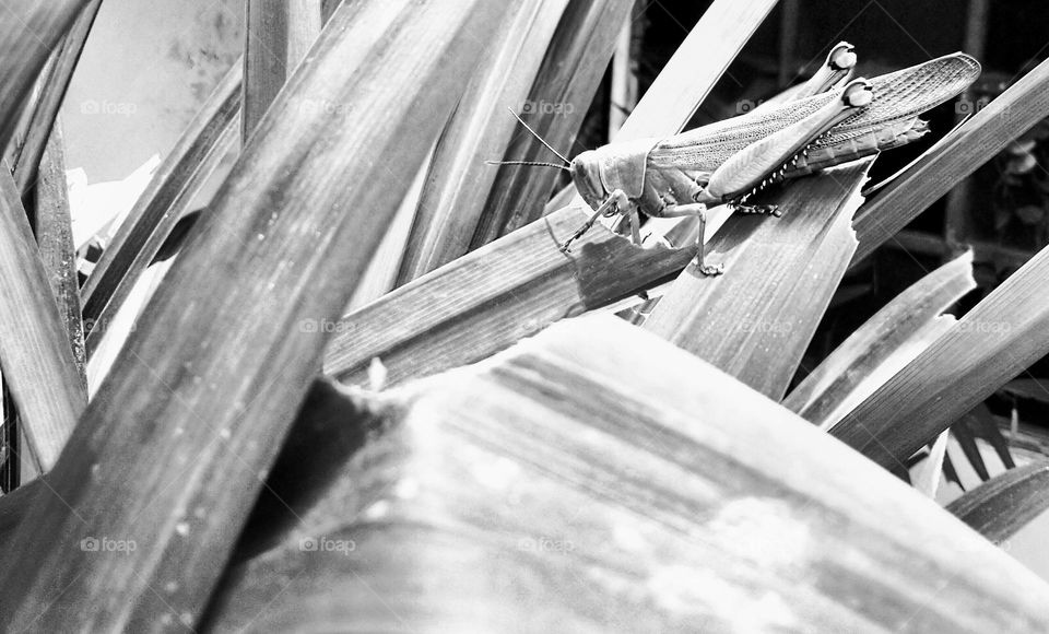 Grasshopper on the plant