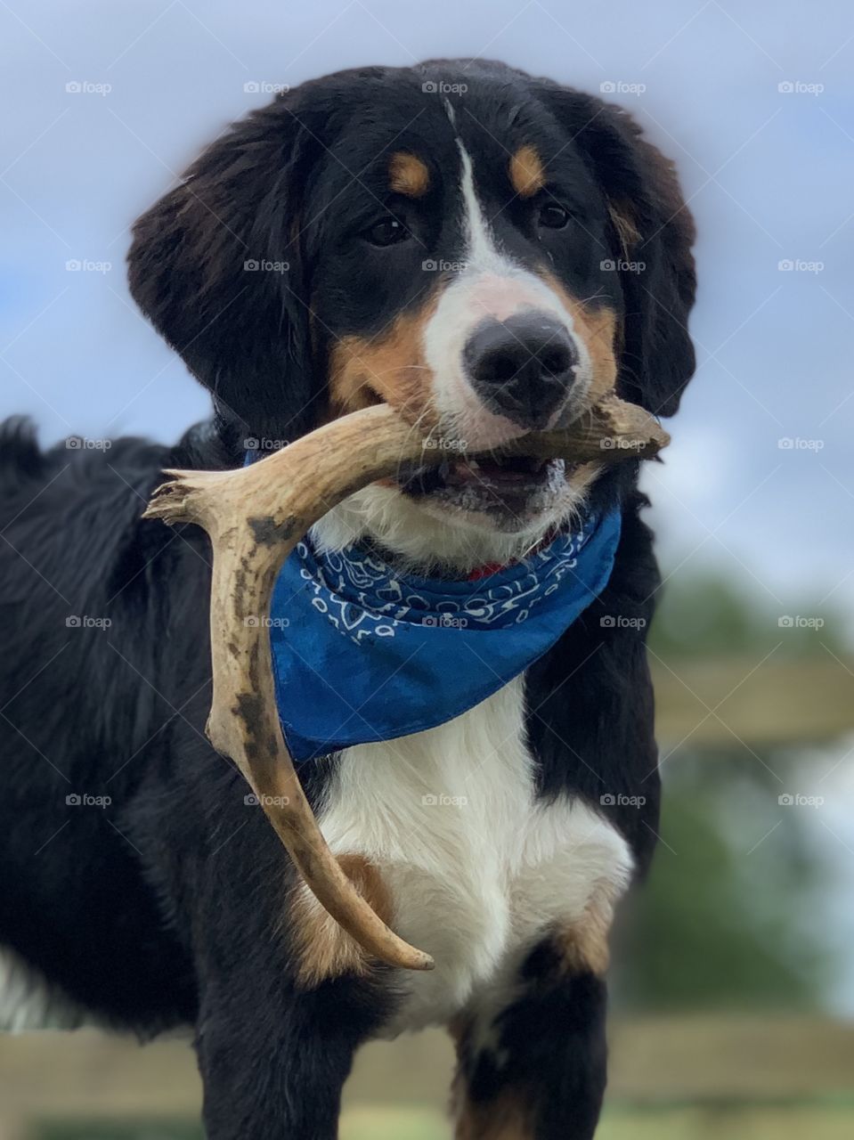 Bernese Mountain Dog puppy with antler