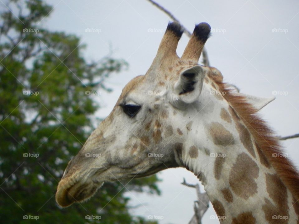 A side view of a giraffe in Botswana 