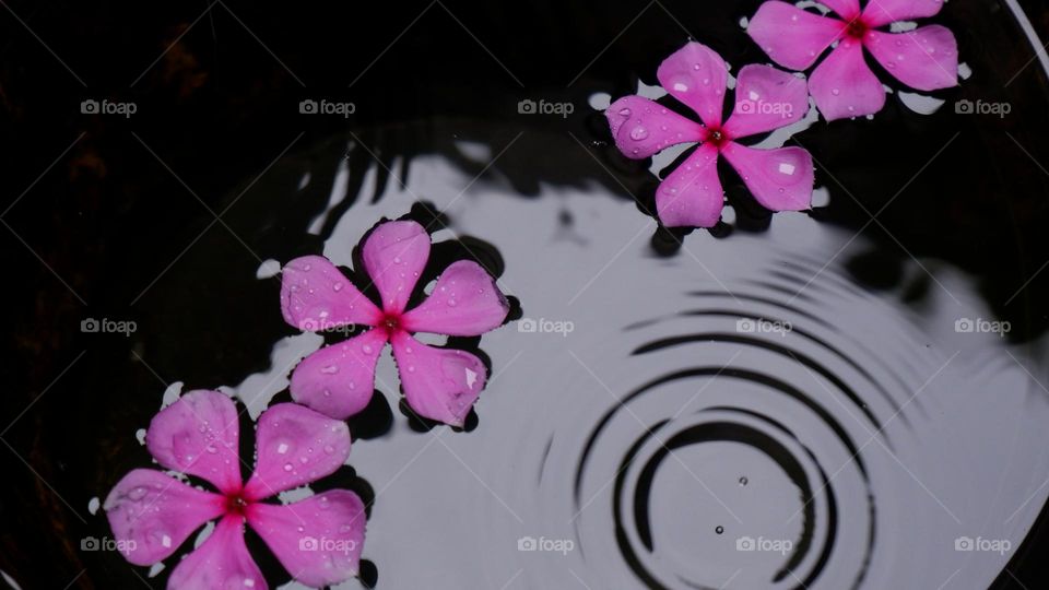 flower on the water