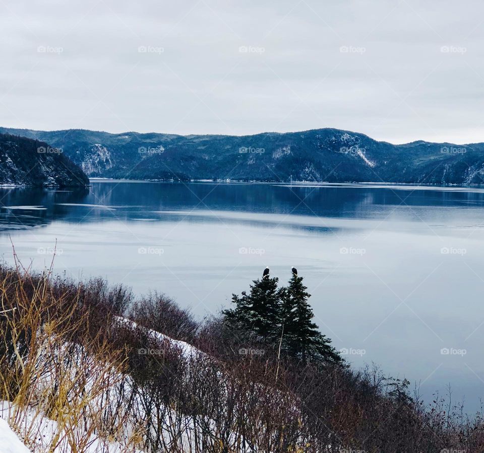 Two eagles in the calm before the storm