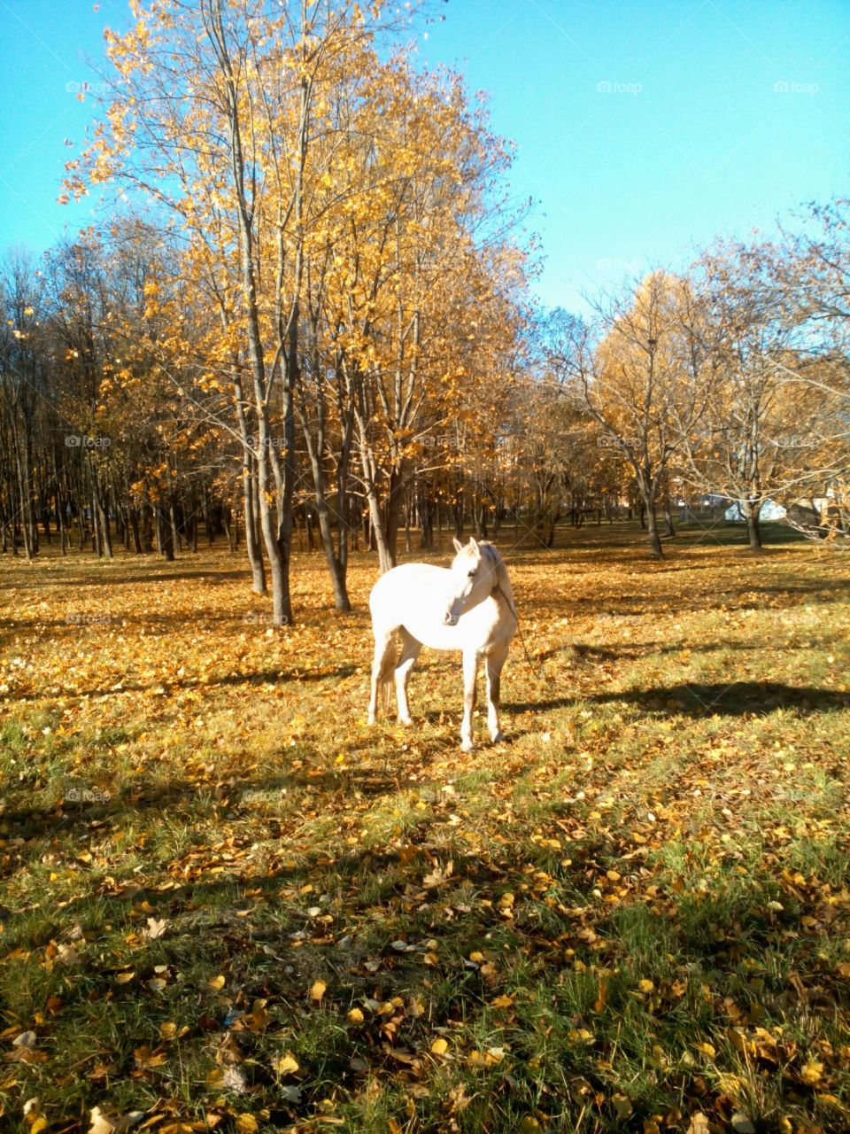 horse in autumn park