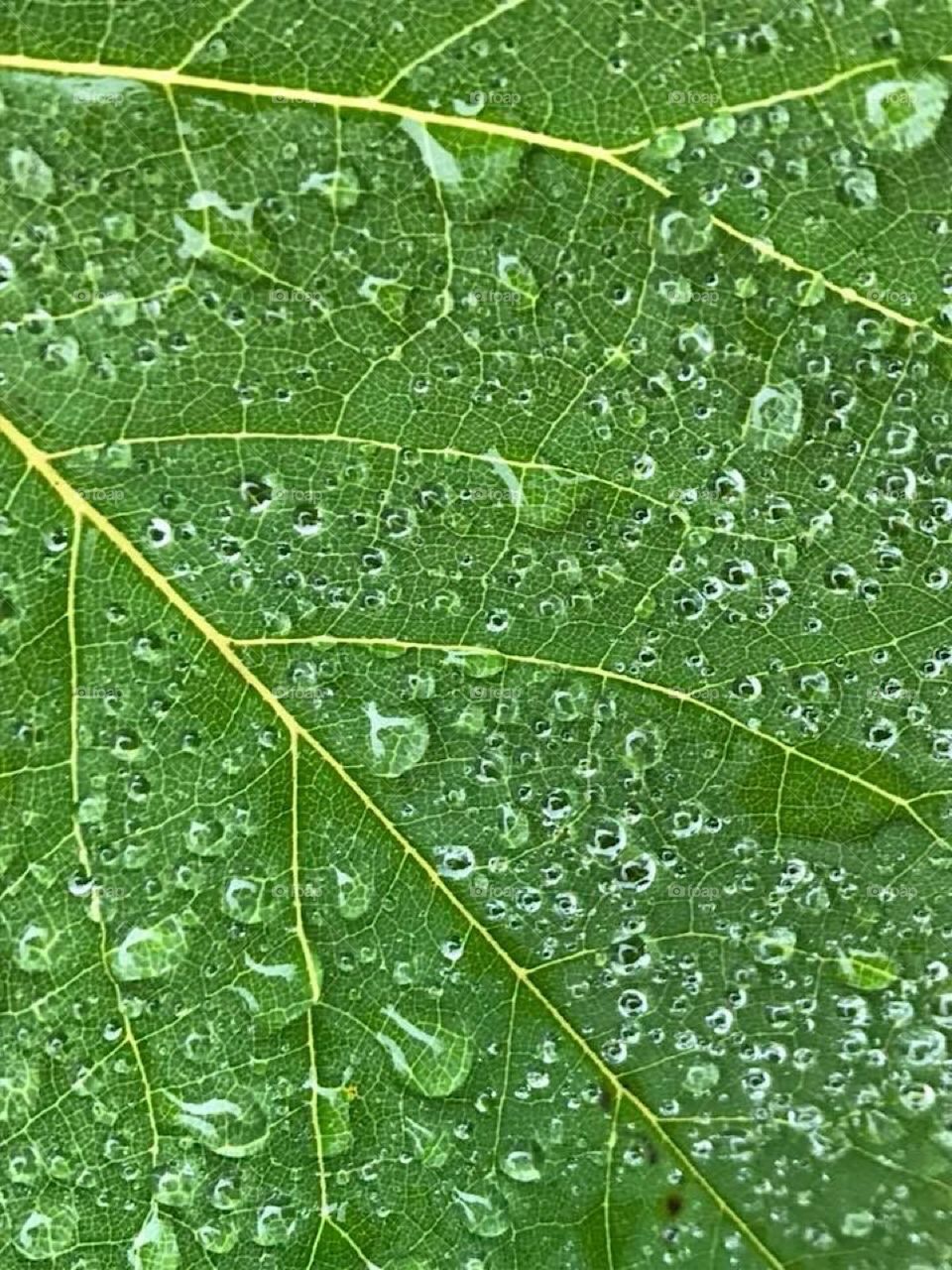 Leaf rain drops
