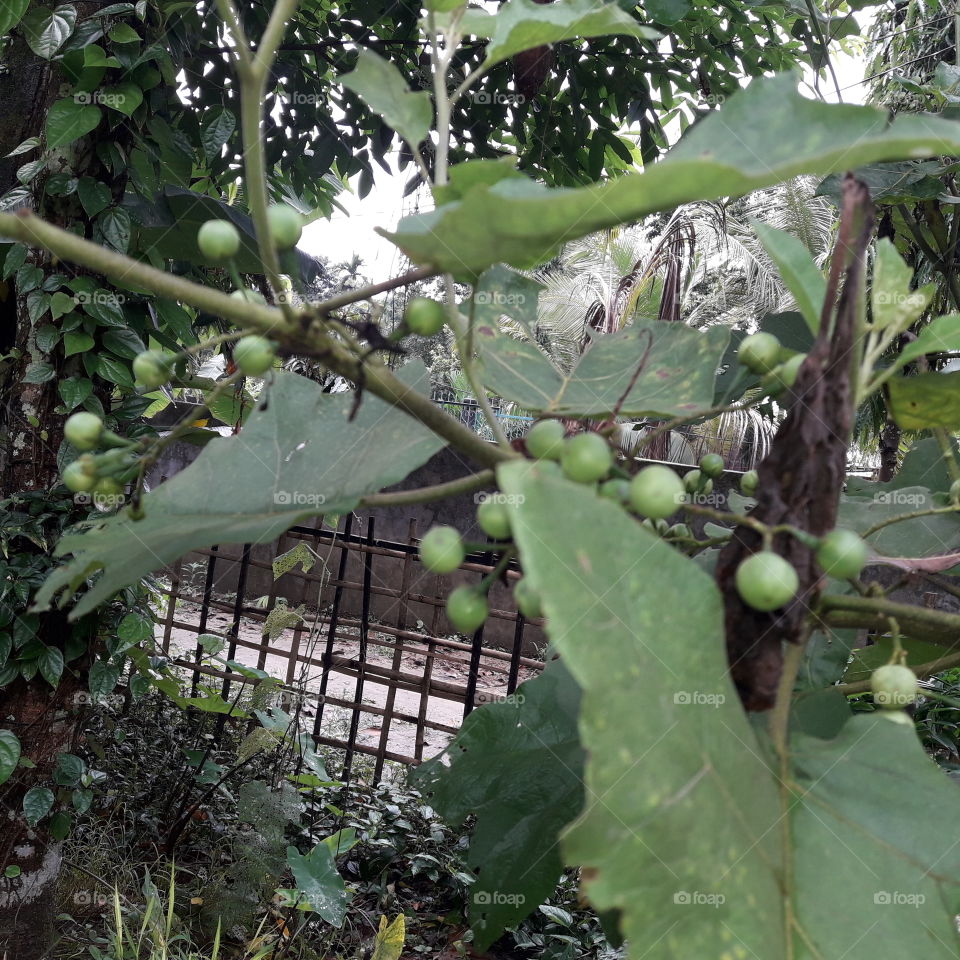 This jungle plant fruites can eat buy cooking. Its testy if you how to cook.