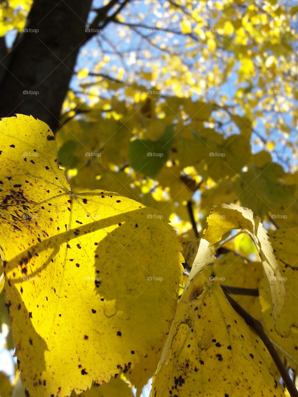 autumn yellow leafs