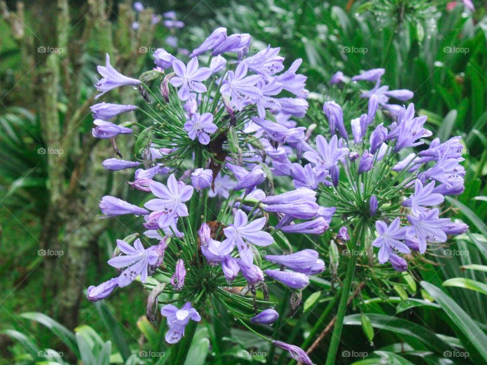 purple colour flower blooming