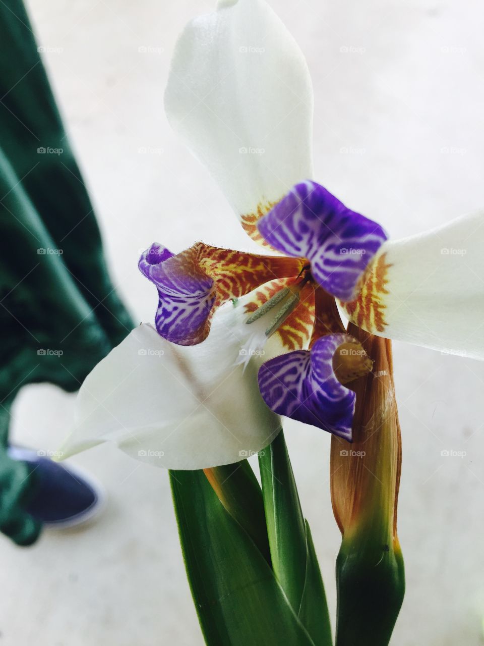 Close-up of flower