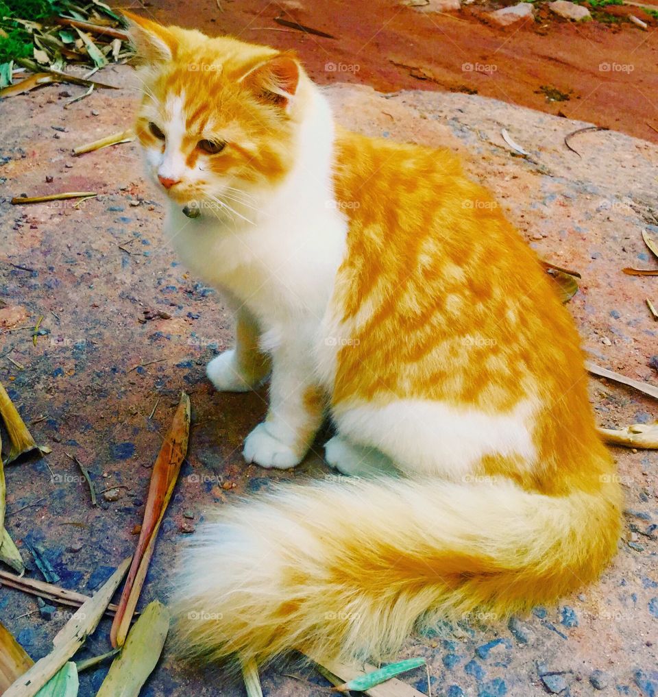 Oh........ My love ,
every people have an knowing friend ... An like this met you snow ball... Pet is make a happy and we as decent know time jump when we play with our pet ...