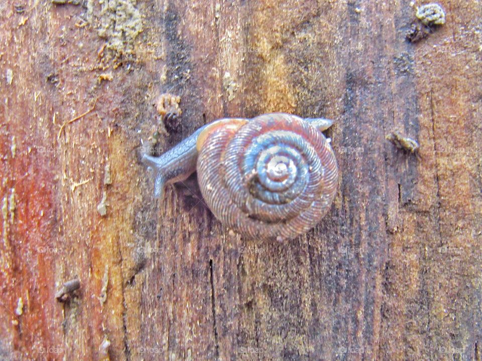 snail shell on wood