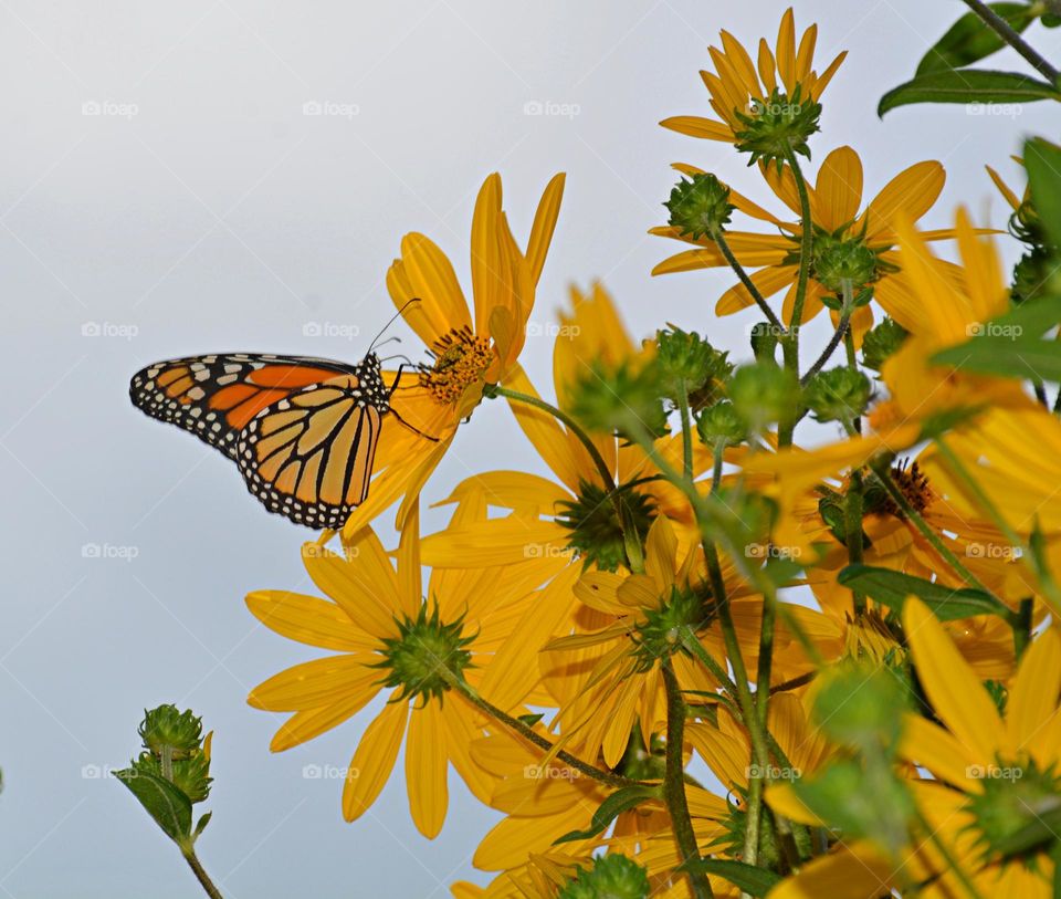 Yellow - Gorgeous Monarch Butterfly is attached to a swamp daisy blossom extracting nectar 