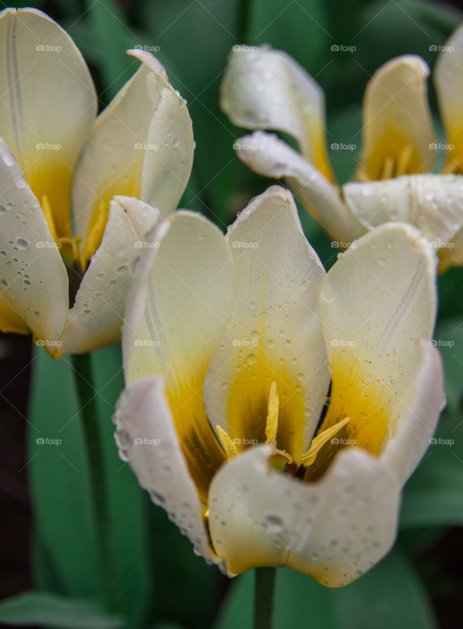 Tulip and water droplets 