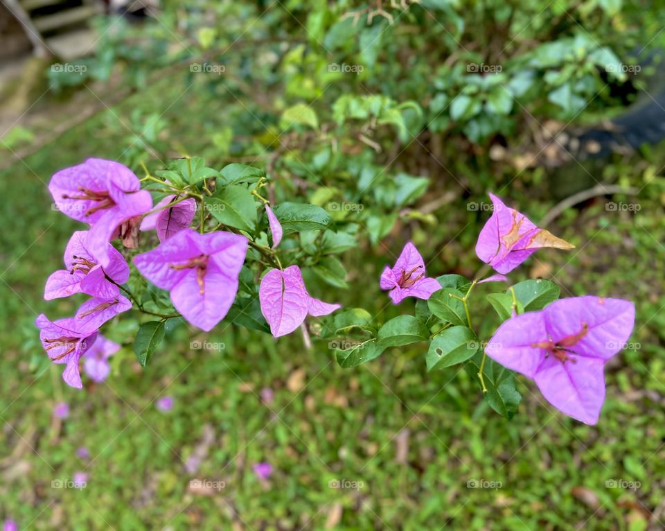 Spring has sprung a pink flowers
