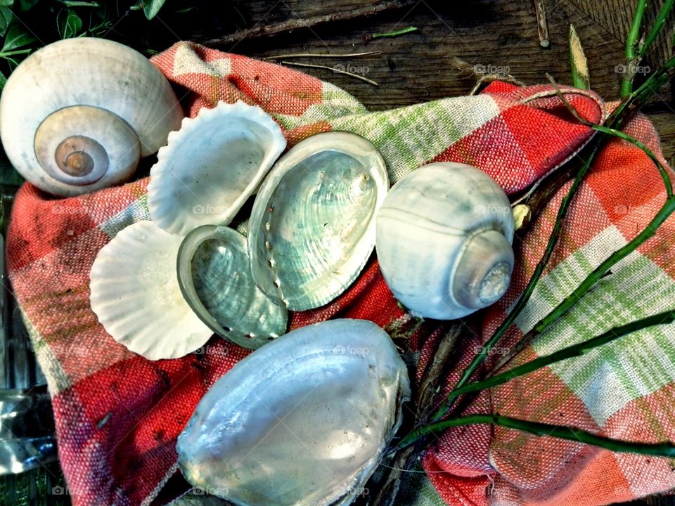 shells