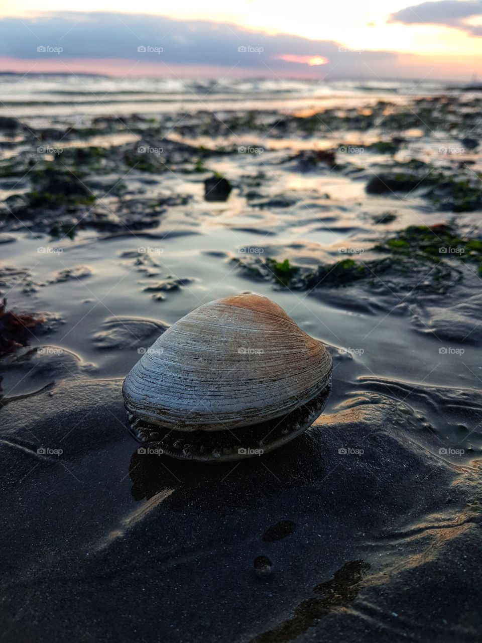 Seashell at Stokes Bay beach