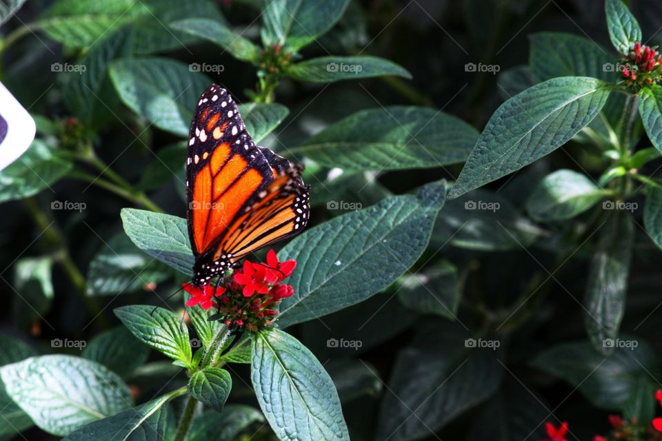 Orange monarch butterfly on a flower 