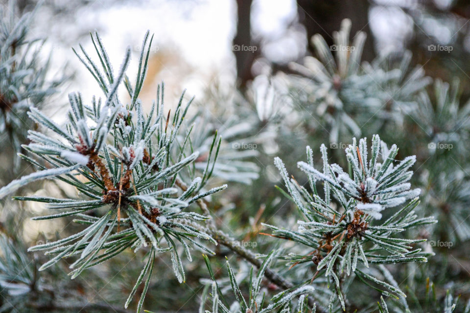 Pine tree in winter time 