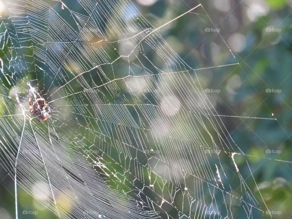 Spider