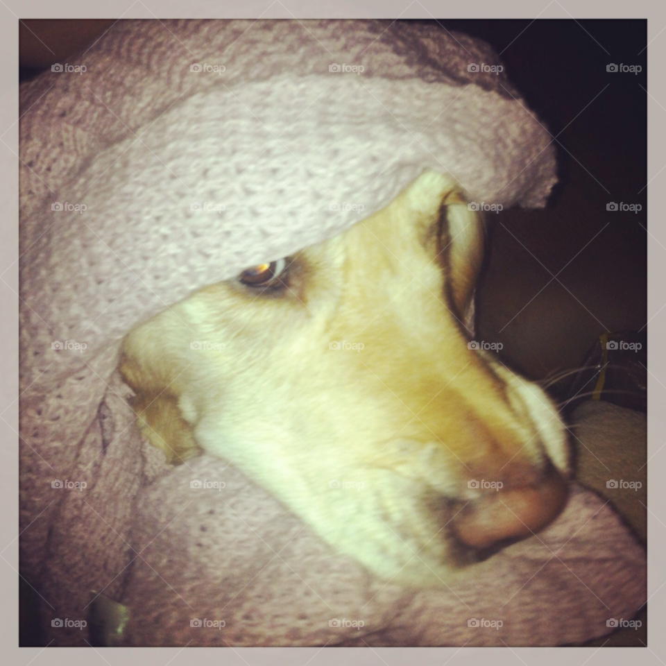 dog hund by sommar06