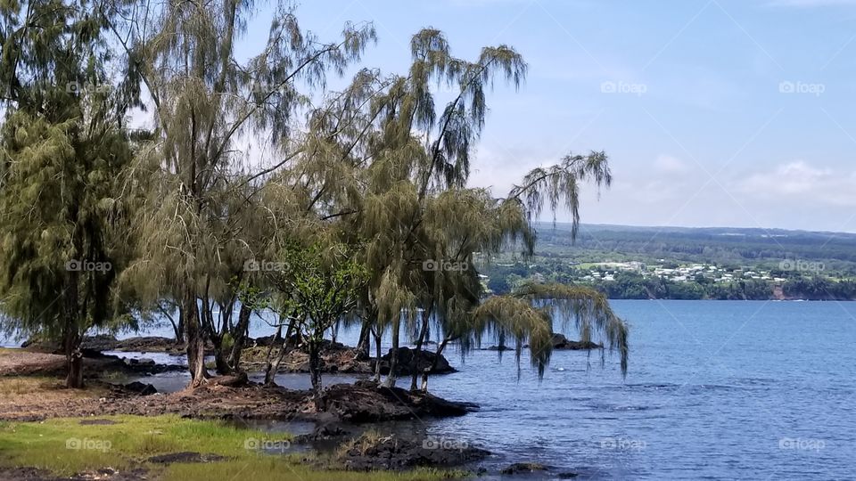 Hilo Hawai'i  landscape