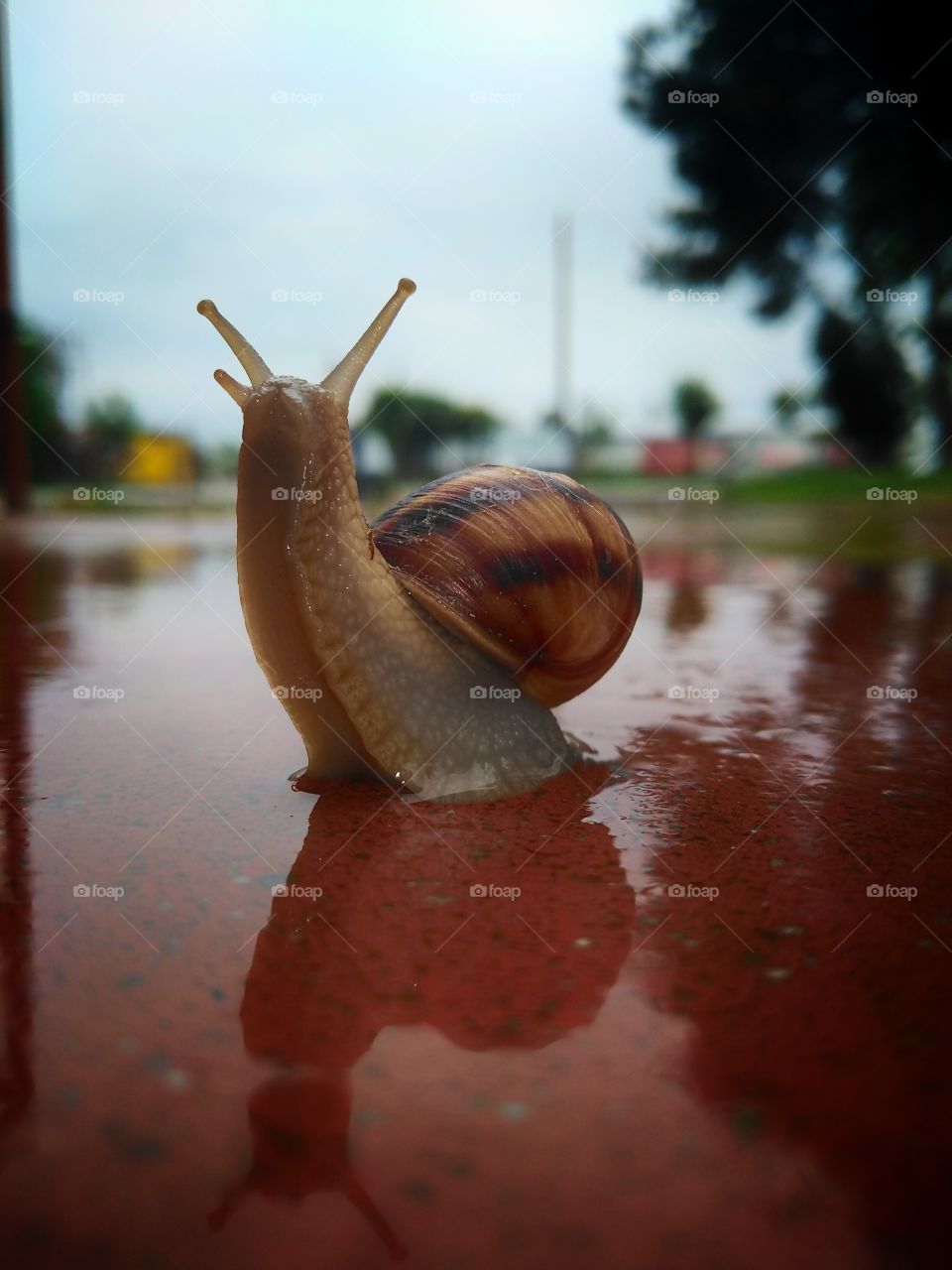 Snail