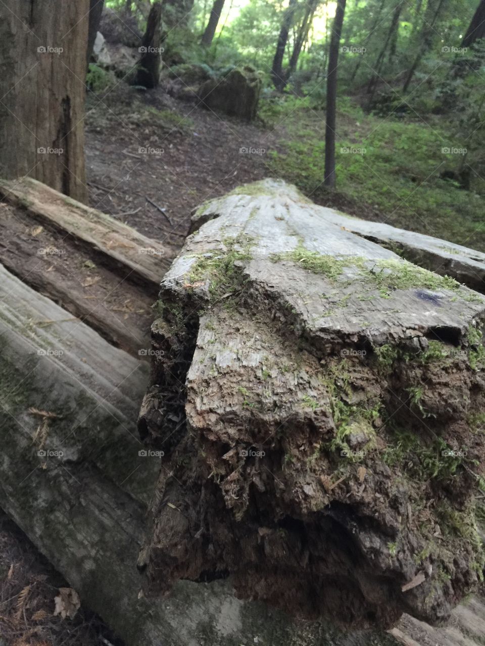 Remains of a very old fallen tree in the redwoods national forest