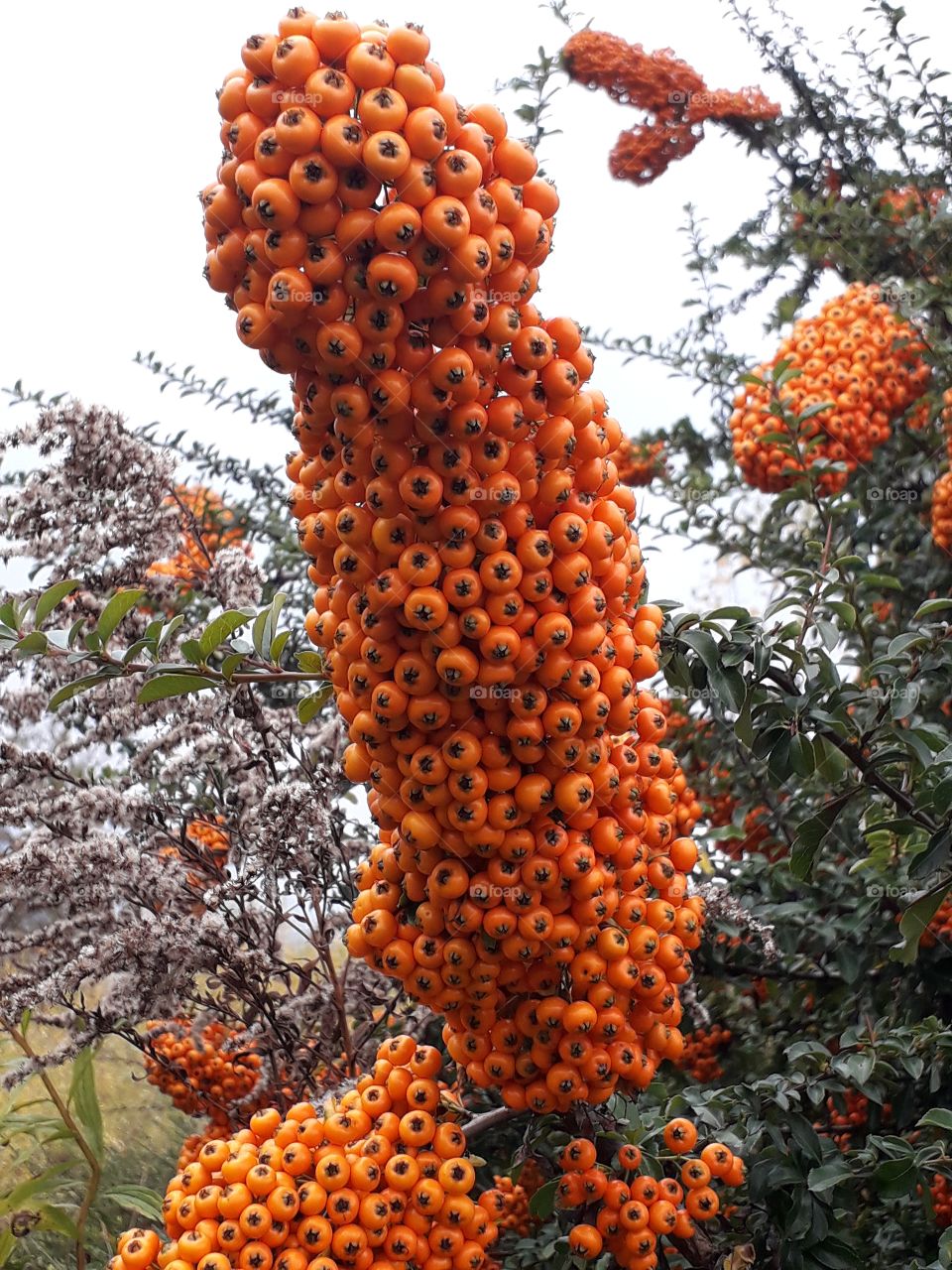 aboundant orange berries  of firethorn  in the evening