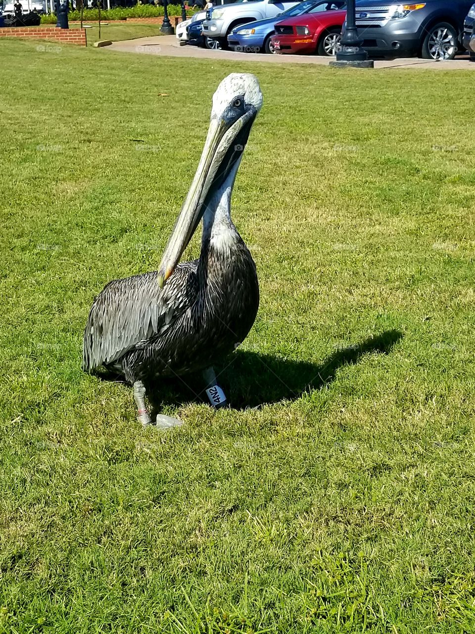 Pelican  at Pensacola Florida Bay