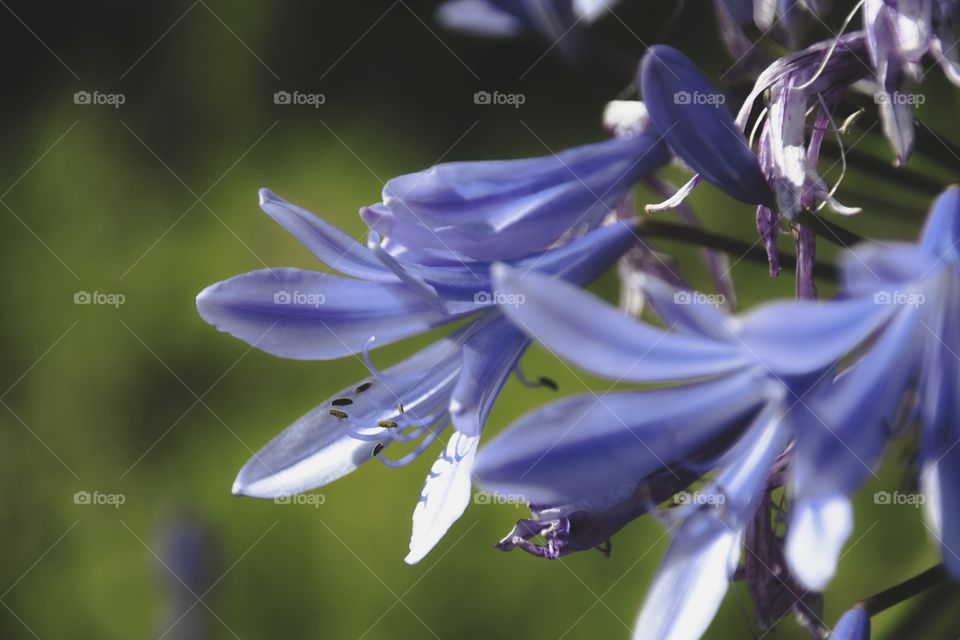 close up of blue flowers