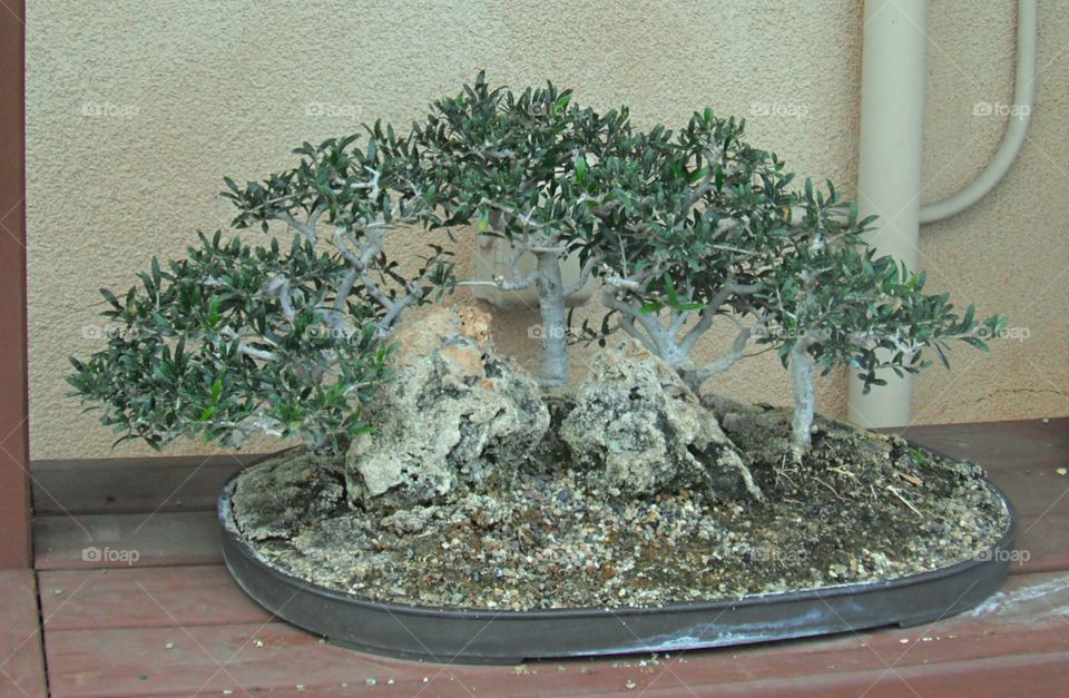 close up of bonsai plant from a pot