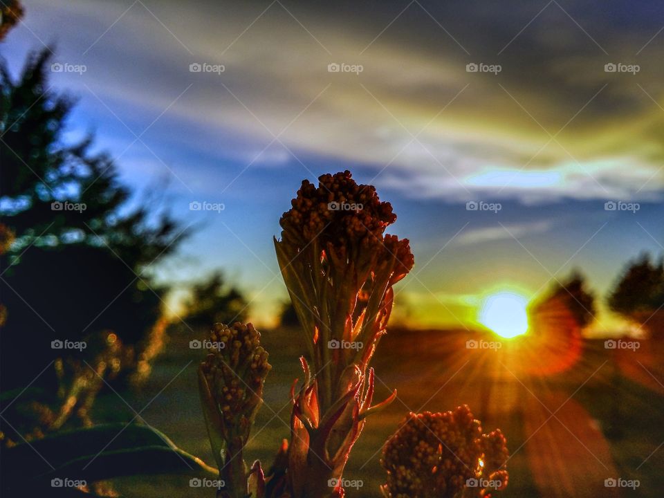 Red photinia tree buds at sunset