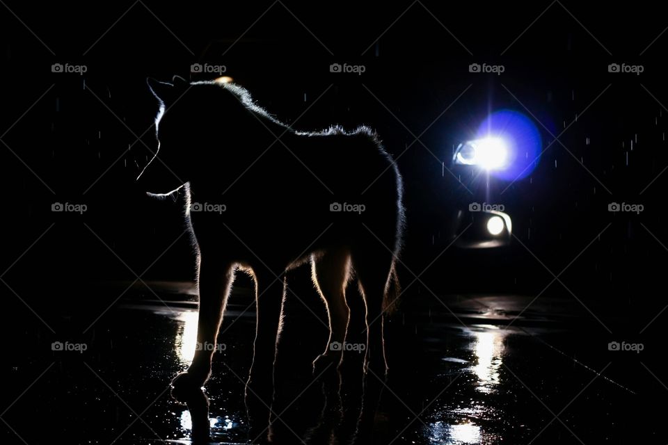 My dog backlit by car headlights in he midnight rain 