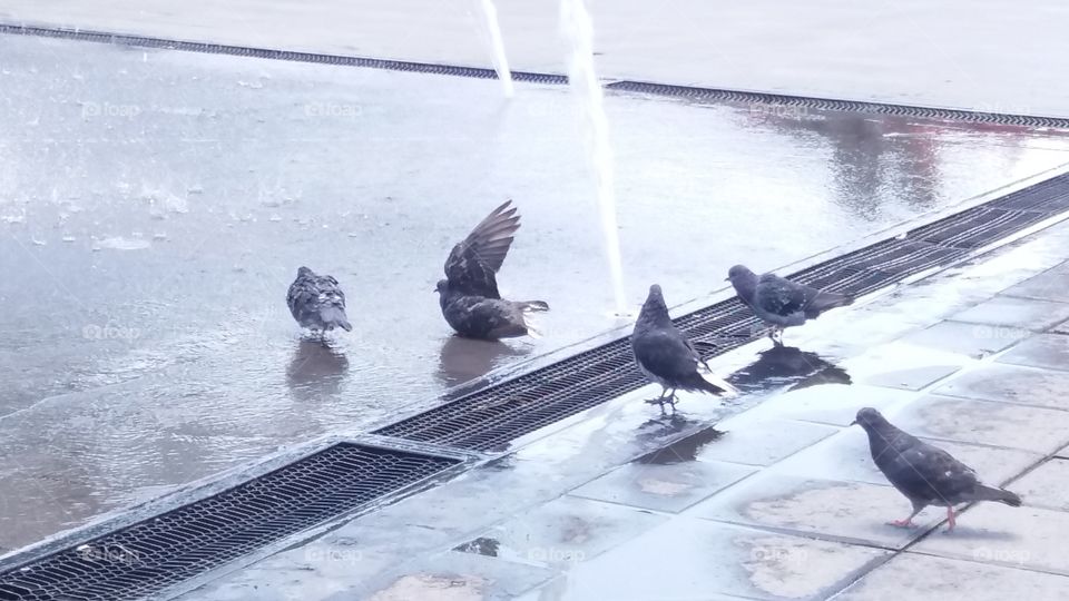 the birds are taking a shower