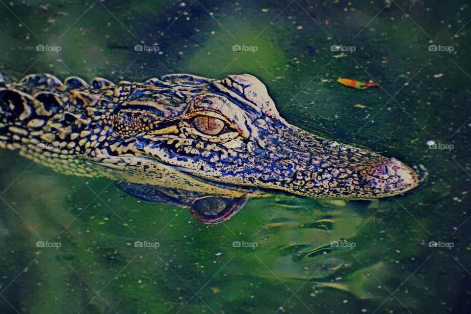 Young Alligator exploring the beauty of Everglades National Park, Florida.