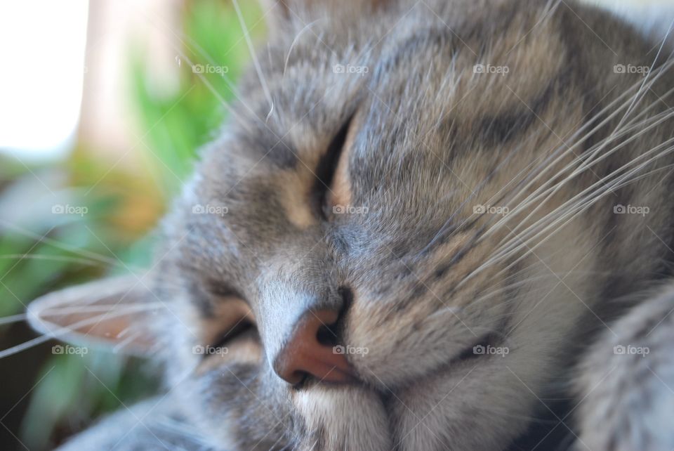 A sweet sleeping cat