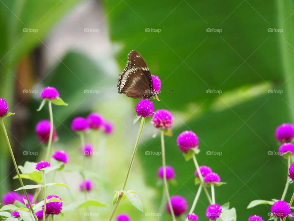 Butterfly rest on the flower