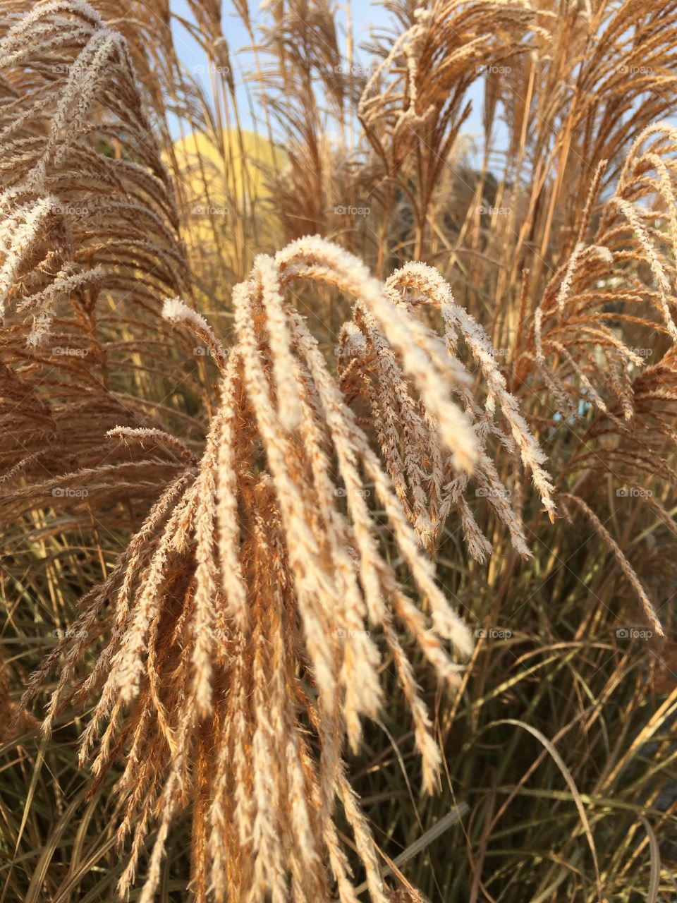 Frozen grass 