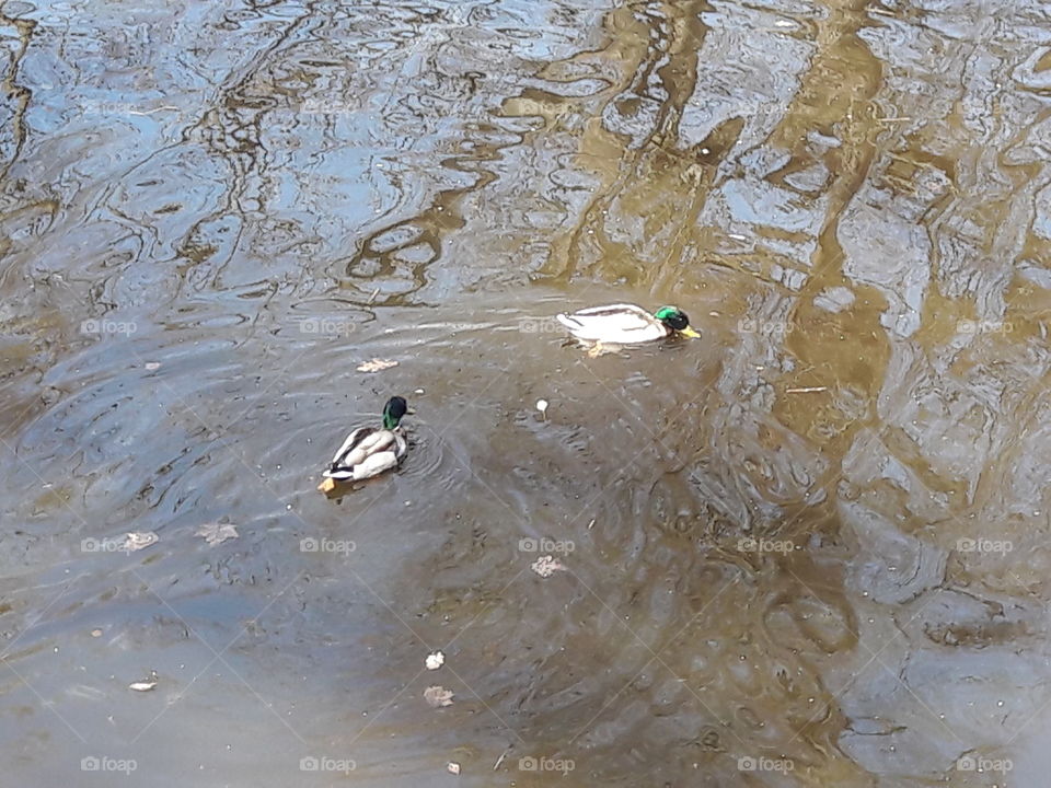 park spring time sun sunny colors colorful nature wild plants flowers amazing stunning cool nice weather hot lovely sky forest grass view splendid