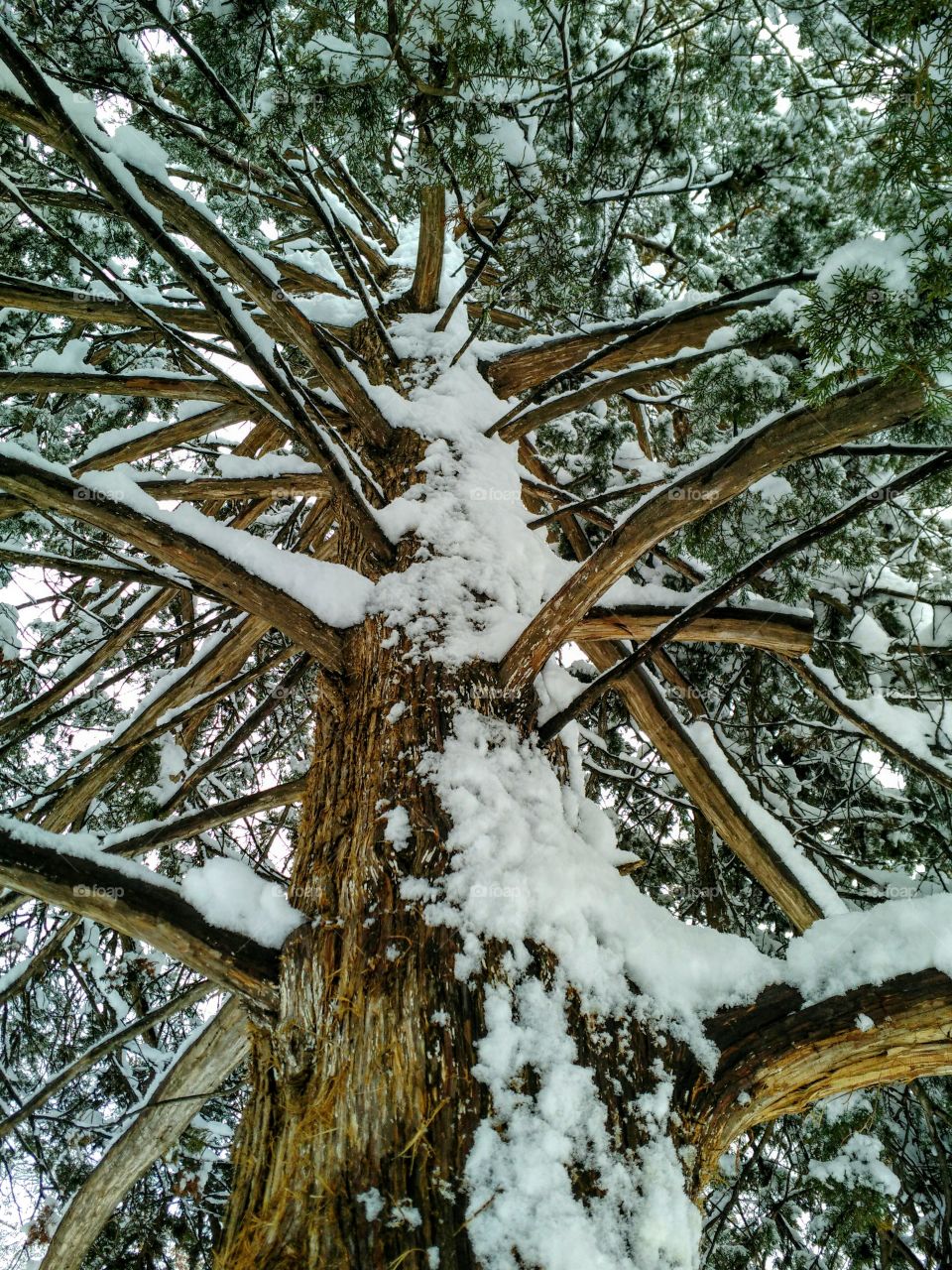 Snowy Tree, Rochester, MN