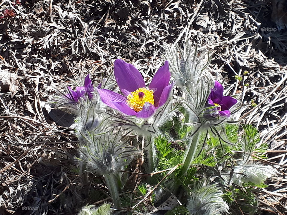 Blooming for spring.